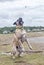 Bullmastiff Catching a Treat