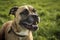 Bullmastiff Dog