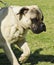 Bullmastiff dog