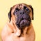 Bullmastiff dog barks pet portrait friendly animals