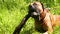 Bullmastiff dog breed