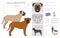 Bullmastiff dog clipart. All coat colors set.  All dog breeds characteristics infographic