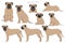 Bullmastiff dog clipart. All coat colors set.  All dog breeds characteristics infographic