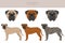 Bullmastiff dog clipart. All coat colors set.  All dog breeds characteristics infographic