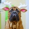 Bullmastiff dog in hat