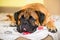 Bullmastiff dog large pet portrait friendly animals lies and sleeps