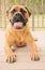 Bullmastiff dog laying on a patio