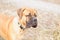 Bullmastiff dog portrait