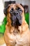 Bullmastiff dog purebred red large pet portrait friendly animals