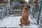 Bullmastiff dog sits on the ground