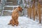 Bullmastiff dog sits on the ground