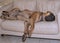 Bullmastiff Dog Sleeping On A Sofa .