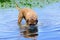 Bullmastiff dog swim