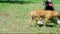 Bullmastiff dog and trainer