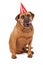 Bullmastiff Dog Wearing Birthday Hat Licking Lips