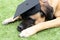 Bullmastiff Dog Wearing a Black Graduation Cap