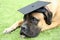 Bullmastiff Dog Wearing a Graduation Cap