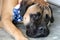 Bullmastiff Dog Wearing Patriotic Bandana