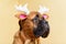 Bullmastiff dog in winter hat