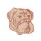 Bullmastiff Head Etching Color