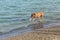 Bullmastiff mix carrying fetch toy on a dog park beach