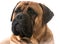 Bullmastiff portrait