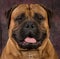 Bullmastiff portrait