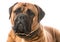 Bullmastiff portrait