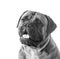 Bullmastiff portrait