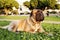 Bullmastiff Portrait in Urban Park