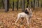 Bullmastiff posing.