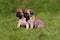 Bullmastiff puppies