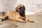 Bullmastiff puppy