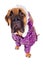 Bullmastiff puppy dressed