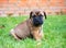 Bullmastiff puppy on a lawn