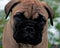 Bullmastiff puppy portrait 8 weeks