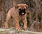 Bullmastiff puppy portrait 8 weeks