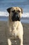 Bullmastiff purebred dog on the sand