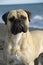 Bullmastiff purebred dog on the sand