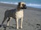 Bullmastiff purebred dog standing on sand in the beach