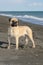 Bullmastiff purebred dog standing on sand in the beach