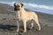 Bullmastiff purebred dog standing on sand in the beach