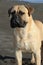 Bullmastiff purebred dog standing on sand in the beach