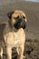 Bullmastiff purebred dog standing on sand in the beach