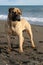 Bullmastiff purebred dog standing on sand in the beach