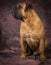 Bullmastiff sitting