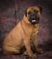 Bullmastiff sitting