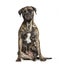 Bullmastiff sitting against white background