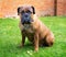 Bullmastiff sitting on a grass