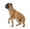 Bullmastiff in studio